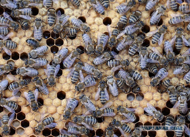 Пчёлы на закрытом расплоде