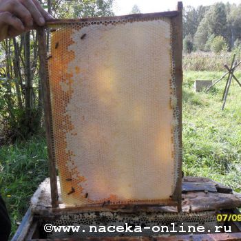 Осенние заботы пчеловода