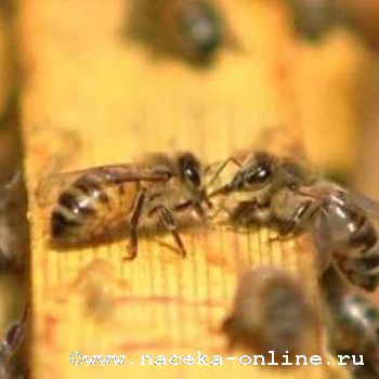 Сотрудничество пчеловодов Алтая с ветеринарной службой