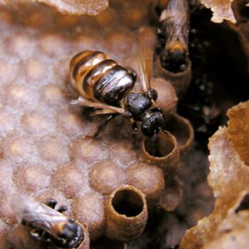 Пчёлы кормят расплод грибками