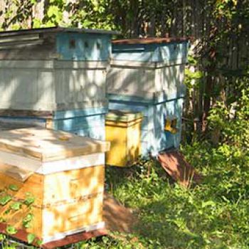 Адаптивная технология содержания пчел