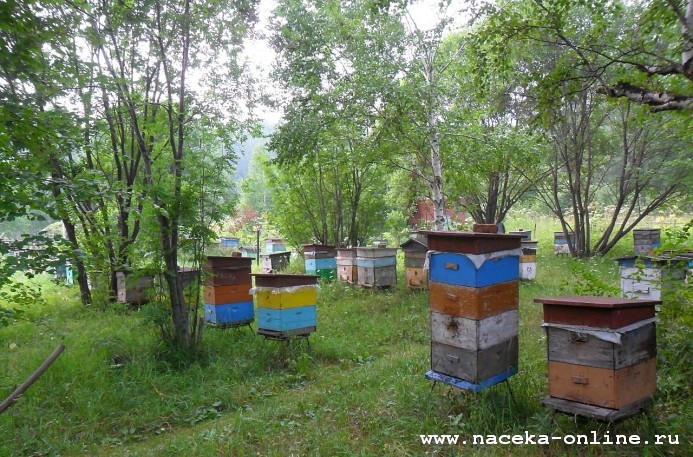 Минсельхоз РФ разработает единый реестр пчеловодов