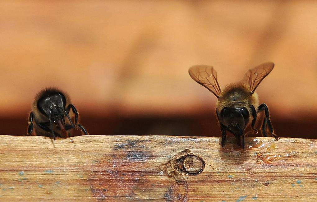 Зомбирующий вирус помогает зараженным пчелам пробираться в чужие колонии