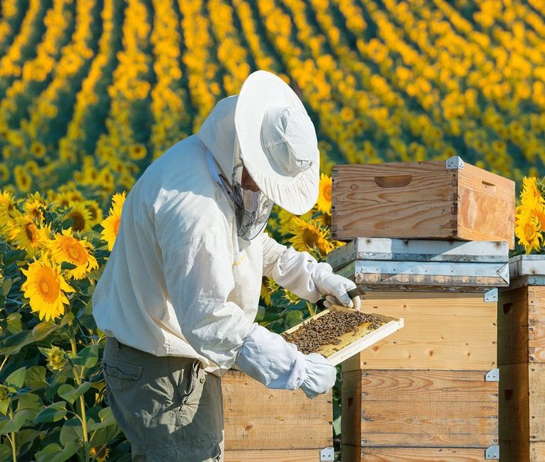 Активная работа по развитию пчеловодства проводится в Липецкой области