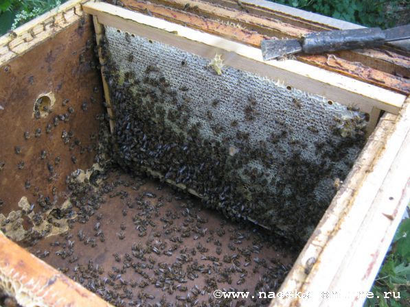 Отбираем мед из гнезд лежаков на 24 рамки