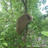 Естественное размножение пчелиных семей.