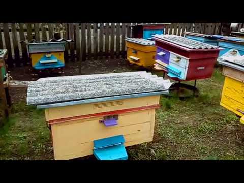 Весна на пасеке. Пчелы работают. 15.04.2017
