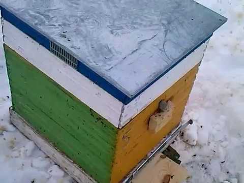 Зимовка бакфаст. Выставка пчёл 2018 год.