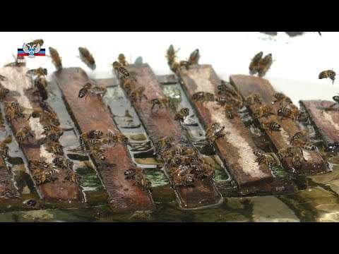 Пчеловоды Республики ведут активный сбор меда
