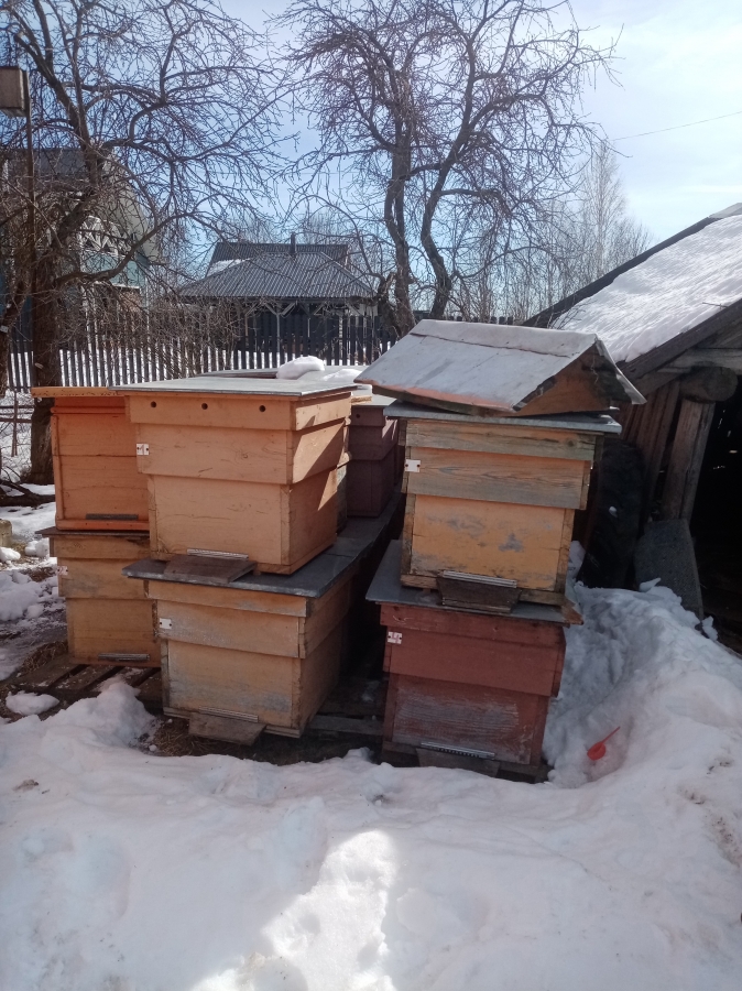 Продам: Продам зимовалые отводки пчёл среднерусской породы