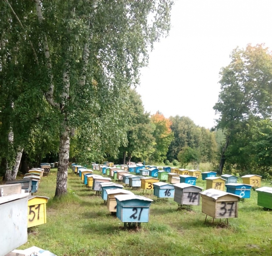 Продам: Продаю пчелосемей среднерусской породы и 16 рамочные утепленные ульи