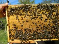 ПЧЕЛОМАТКА -продаж пчеломаток и пчелопакетов