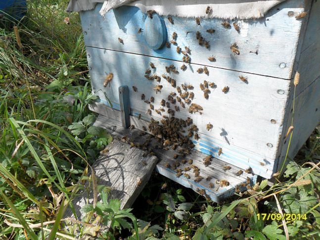 В первый же тёплый день пчёлы совершают очистительный облёт