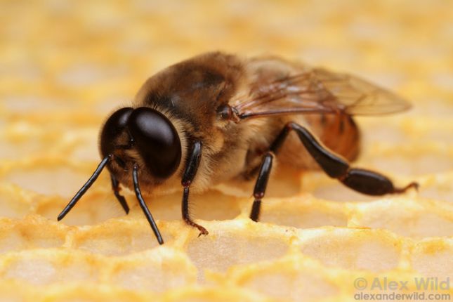 Тайная жизнь пчёл