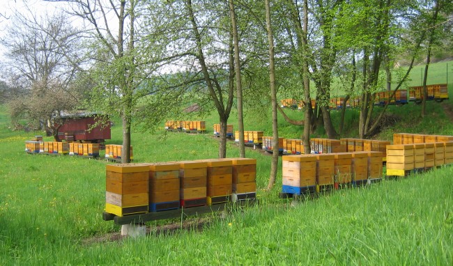 Пчеловодсво Чехии