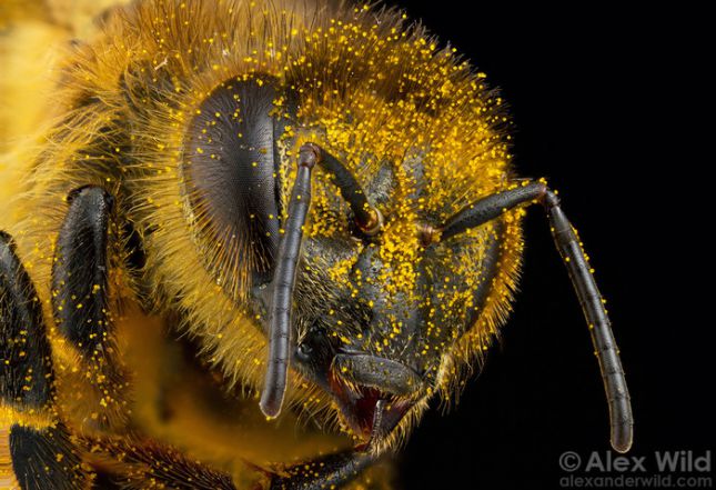 Тайная жизнь пчёл
