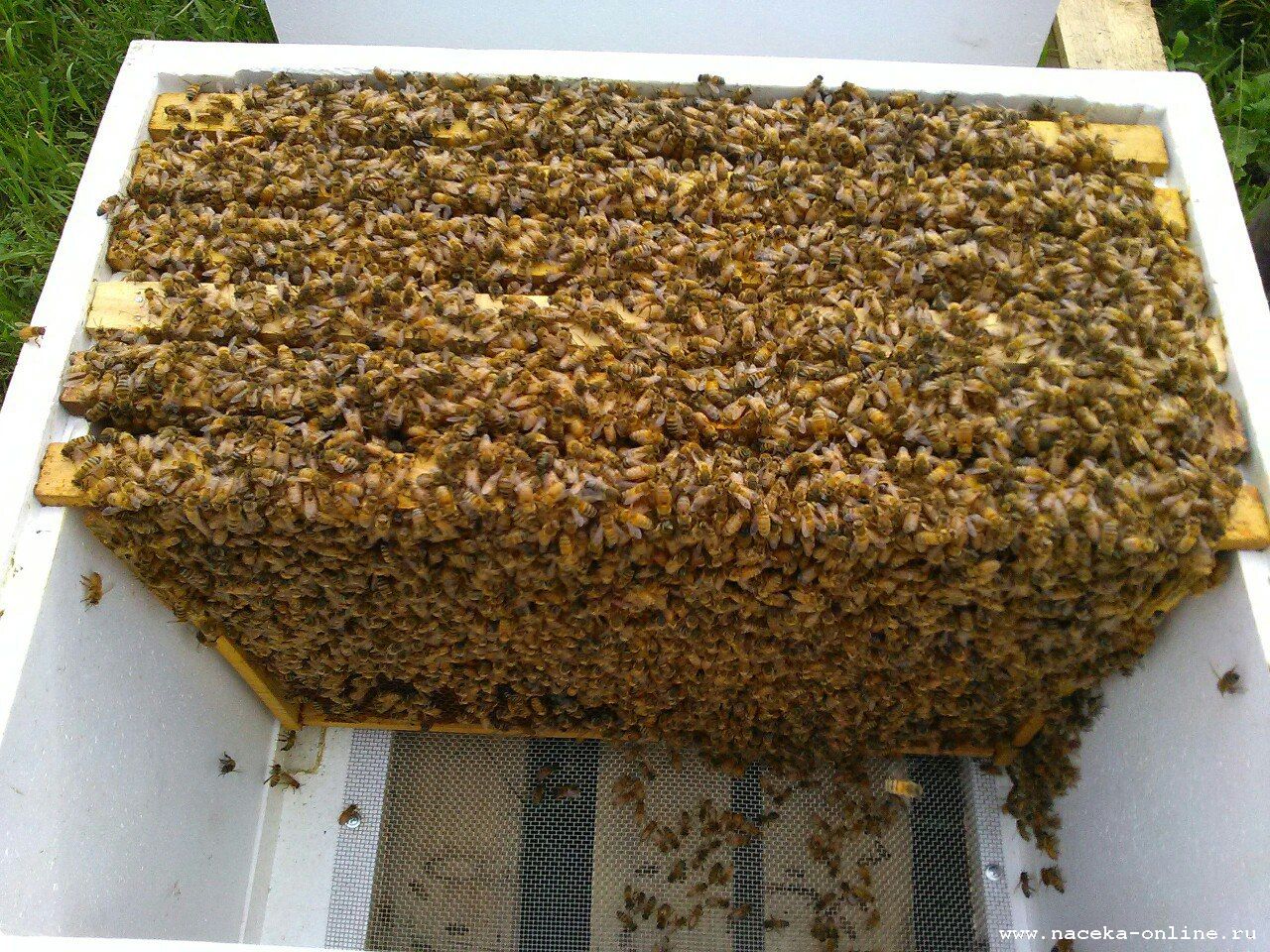 Пчелосемьи купить воронежская. Пчелопакеты Бакфаст. Пчелопакеты украинской Степной пчелы. Пчелиный пакет. Бессотовый пчелопакет.