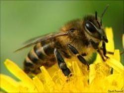 В Узбекистан будет завезена пчела из России