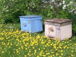 Профессиональные любители пчел отмечают сегодня День пасечника