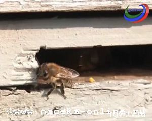 В Дагестане обсудили развитие пчеловодства