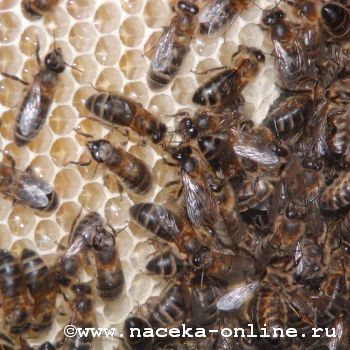 У Татарстана второе место по численности пчел в России