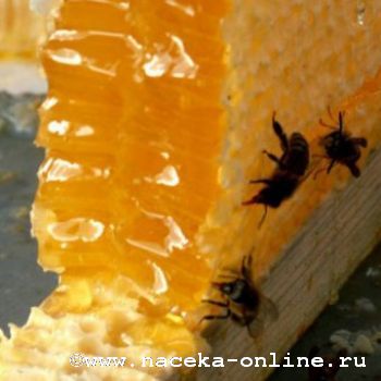 Новый питомник среднерусских пчёл
