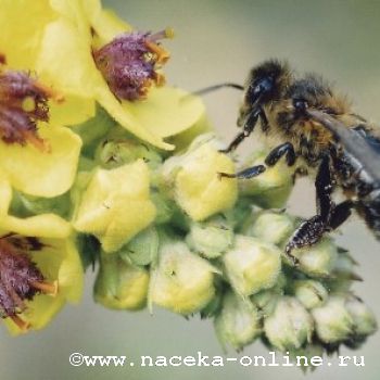 Башкирских пчёл завезли в Якутию