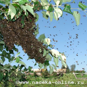 Пчёлы атаковали жителя Курской области