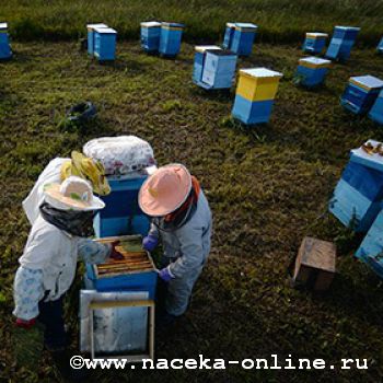 Пчеловодов России призвали объединяться