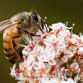 Пчелы ужалили жителя Техаса больше тысячи раз