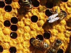Самый мёд: как ремесло в Башкирии