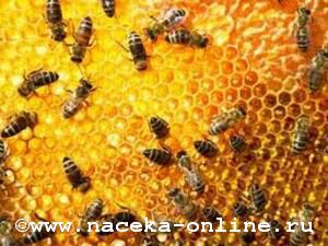 Одиночные пчёлы более мужественны