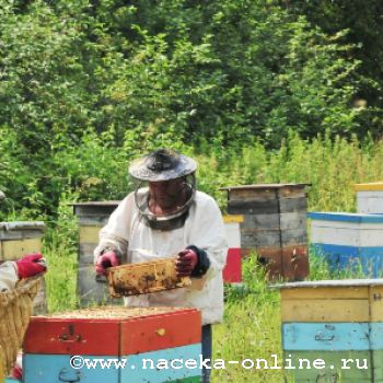 Становление и развитие государственного пчеловодства в ЕАО: Взлет и падение