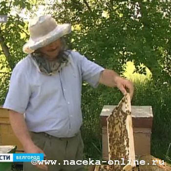 В регионе будет центр пчеловодства