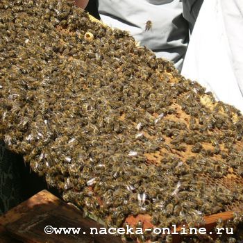 Карпатские пчёлы трёх внутрипородных типов (популяции Мукачево) в условиях средней полосы России.