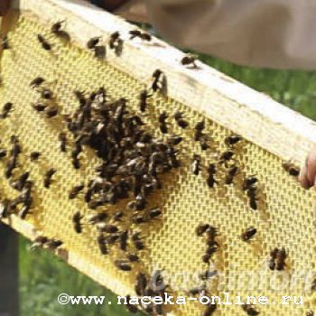 В Уфе обсудили проблемы сохранения уникальной бурзянской пчелы