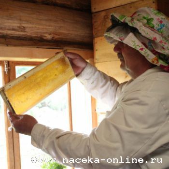 Пчеловоды Башкирии сомневаются в полезности австралийского улья