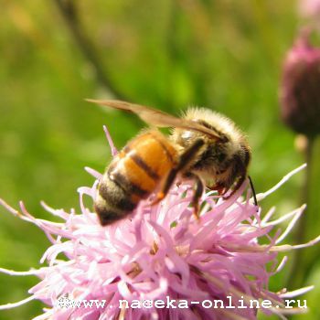 В Белгородской области появится центр развития пчеловодства