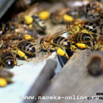 В Ангарске появится «Стена Защиты Пчёл»
