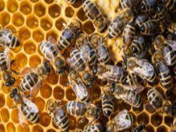 Пчёлы Австрии пострадали из-за изменения климата
