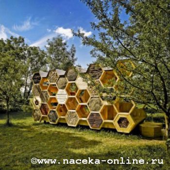 В Кузбассе строят стену защиты пчёл...