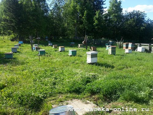 За среднерусской пчелой в Сибирь