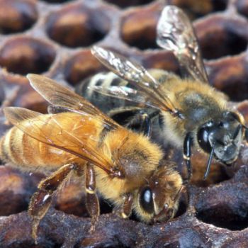 Пчёлы предотвратили кражу ульев