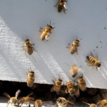 Американец выжил после ужаления 1000 пчёл