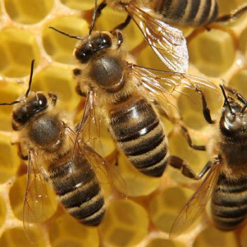 Пчелы умеют абстрактно мыслить