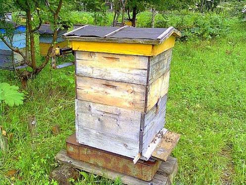 От пасечников требуют пчёл любить больше чем деньги