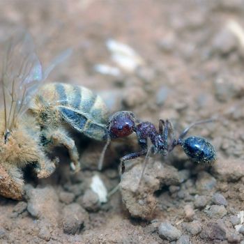 Борьба с муравьями на пасеке