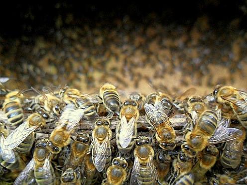 Пчёлы насмерть закусали пожилых пенсионеров