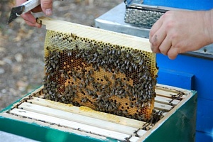 В 2015 году на поддержку пчеловодов из областного бюджета выделено 1,15 млн рублей