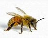 В Словении зафиксированна массовая гибель пчёл
